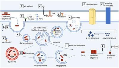 Alpha-Synuclein Targeting Therapeutics for Parkinson's Disease and Related Synucleinopathies